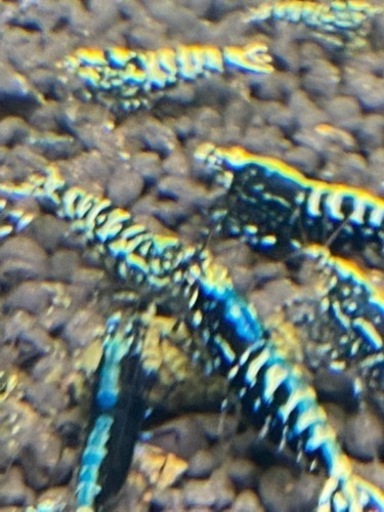 ビーシュリンプ　黒GALAXY