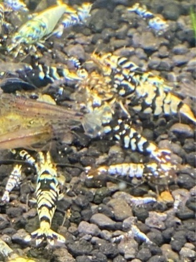 ビーシュリンプ　黒ファンシータイガーハイグレード