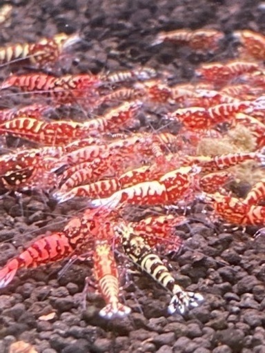 ビーシュリンプ　　RED GALAXYハイグレード