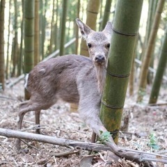 狩猟免許【わな猟】について