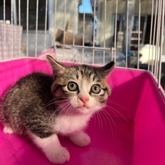 保護猫です