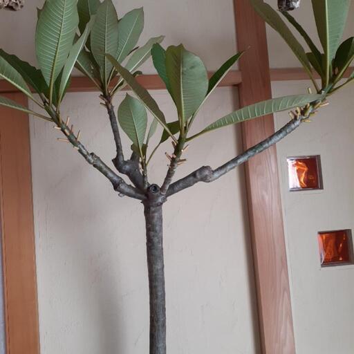 プルメリア大型