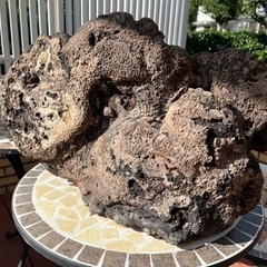 貴重　サルノコシカケ