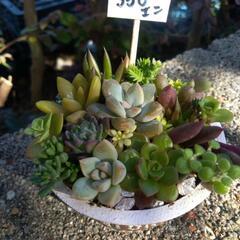 多肉植物ミニミニ寄せ植え