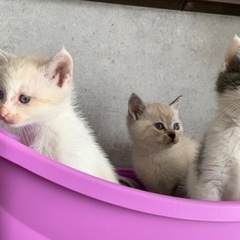 かわいすぎる子猫(*^^*)