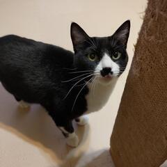 ４歳　雌猫　里親募集