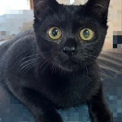 決まりました！里親さん募集(黒猫女の子)