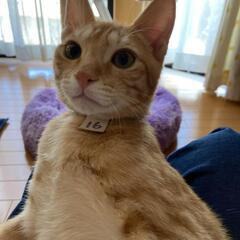 保護猫を迎えよう‼️♂️ - 猫