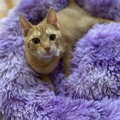 保護猫を迎えよう‼️♂️ - 米子市