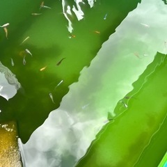 メダカ