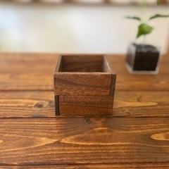 (C.01)コーヒーの木 水耕栽培の画像