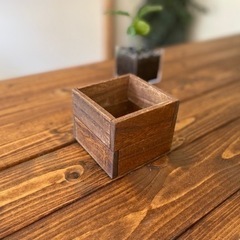 (C.01)コーヒーの木 水耕栽培の画像