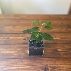 (C.01)コーヒーの木 水耕栽培の画像