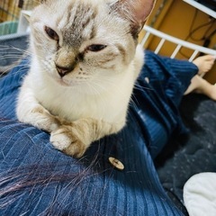 シャム柄にゃんこ