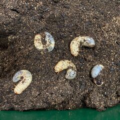 カブトムシ（千葉県産）幼虫　5頭②