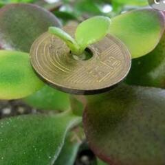 金のなる木✨🌱の画像