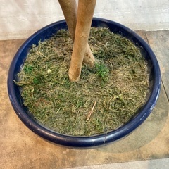 フェイクグリーン　人工観葉植物　造花の画像
