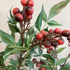 フェイクグリーン　人工観葉植物　造花の画像