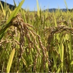 米　脱穀　お願いできませんか？？稲刈り　玄米　
