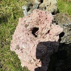 海水水槽用　ライブロック　珊瑚の画像