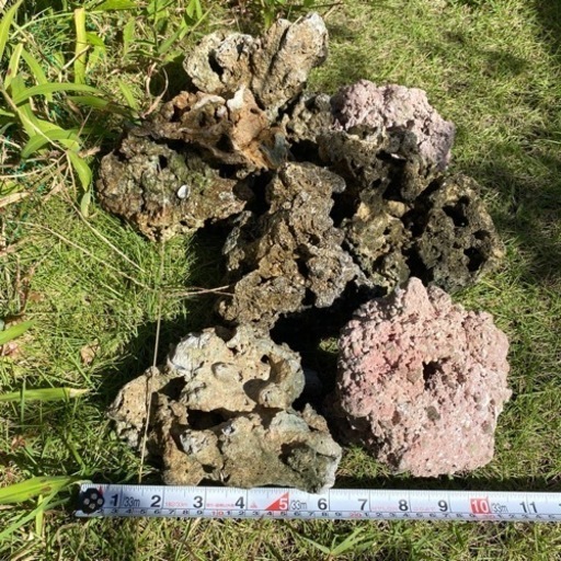 海水水槽用　ライブロック　珊瑚