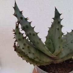 アロエ鬼切丸の画像