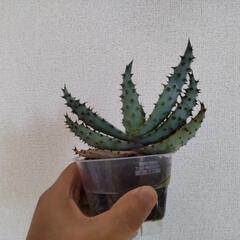 アロエ鬼切丸