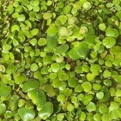 水草ドワーフフロッグピット200円