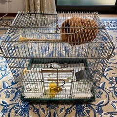 小鳥のカゴ　汚れたままです。の画像