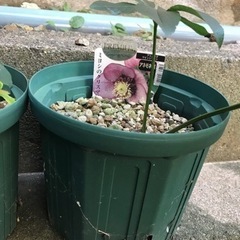 ミヨシのクリスマスローズ4苗の画像