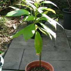 アボカド鉢（樹高５０センチ）