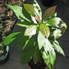 アボカド鉢（樹高５０センチ）の画像