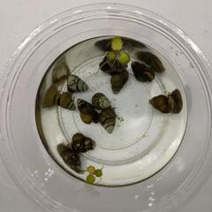 🐵【淡水水槽のタンクメイト生体(貝・エビ、たまに魚)】目的…