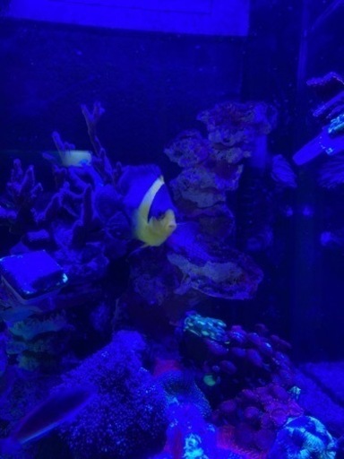 沖縄産スミレヤッコ　ヤッコ　海水魚