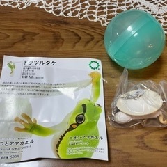 キノコとアマガエル