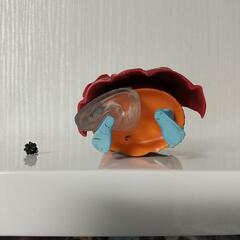 ジャンク ONE PIECEの画像