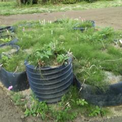 写真は使用例>土止め　　園芸などに　　黒いタンクの回り　一つあたり　切断したものの画像