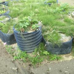 写真は使用例>土止め　　園芸などに　　黒いタンクの回り　一つあたり　切断したものの画像