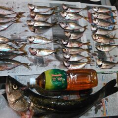 釣りや潮干狩り魚捌き未初級者向け　基本技術、安全マナー体験♪　 - スポーツ