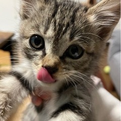 譲渡決まりました、ありがとうございました。