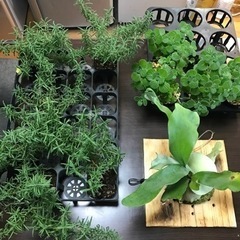 ②観葉植物セット