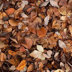 落ち葉くださいm(__)m