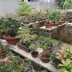 小品盆栽