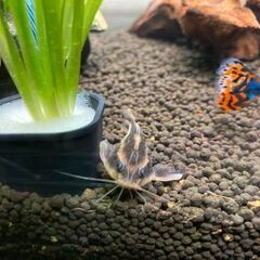 トーキングキャット　3〜5センチ　（残5匹）