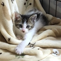 【里親さん決まりました】生後1ヶ月半 少しづつ人慣れしてきた男の子
