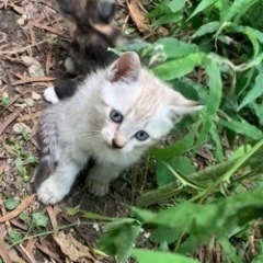 里親さん募集