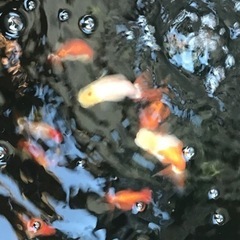 金魚　メダカ　鉢や道具一式の画像
