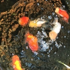 金魚　メダカ　鉢や道具一式の画像
