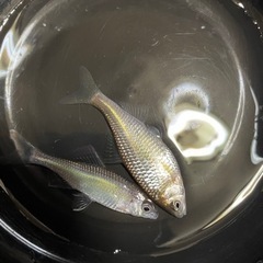 タナゴ、クムガンイチモンジ1ペア