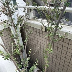 オリーブの木
